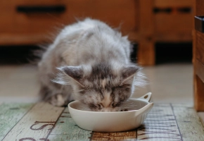 Kitten_eating_indoor_alone_advice