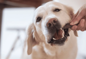 Dog_labrador chewing Veggiedent_indoor_with petowner_advice