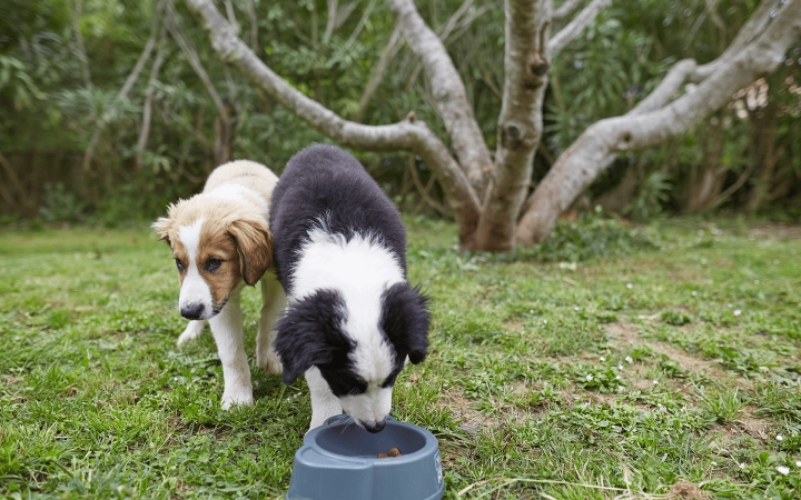 Puppies_one puppy eating and the other one standing_outdoor_alone_advice