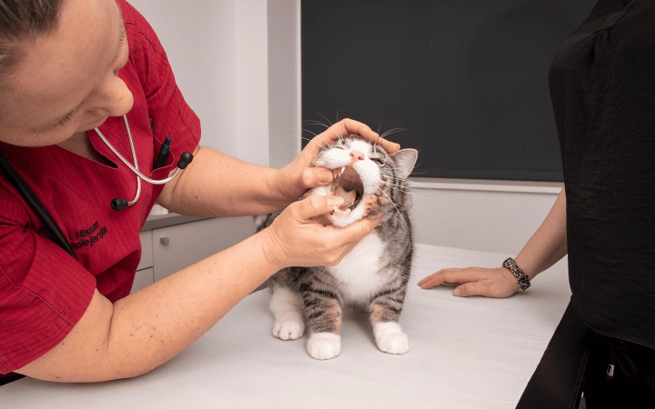Cat_teeth examination_in clinic_with vet and petowner_advice