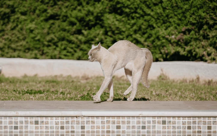 Cat_defensive posture with fur bristling_outdoor_alone_advice
