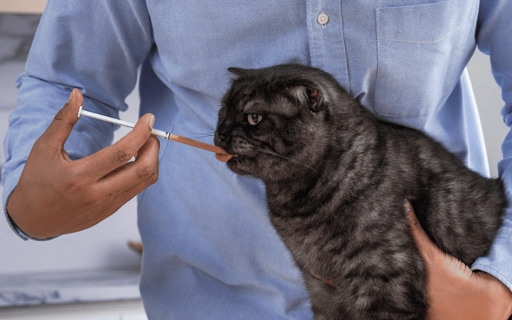Cat_petowner administrating Feluro_indoor_advice