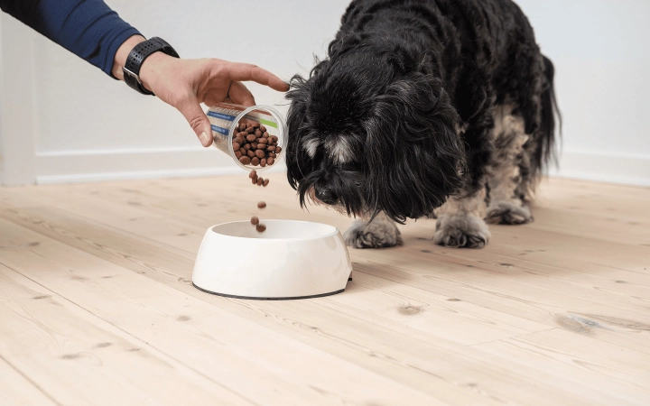 Dog_person pouring kibbles in a bowl while small dog watches_indoor_advice