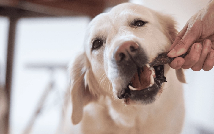 Dog_labrador chewing Veggiedent_indoor_with petowner_advice