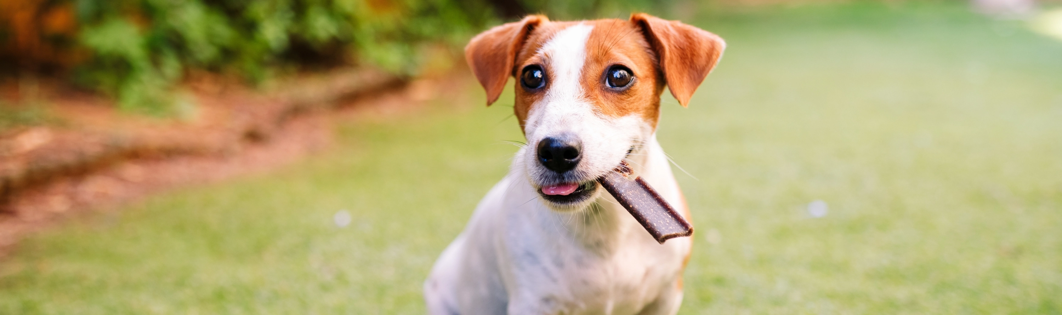 Banner-dog-veggiedent-outside.jpg