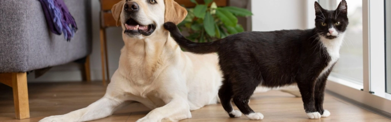 Labrador dog lying on wooden floor beside black and white cat near window in cozy living room.