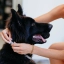 NL_Prevexto-Dog_Unity-visual_4_2026.jpg