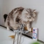NL_Allermyl-Shampoo_Unity-visual_5_2026.jpg
