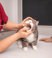 Cat_teeth examination_in clinic_with vet and petowner_advice