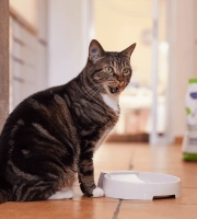 Cat_HPM Neutered_licking its lips_indoor_alone_advice